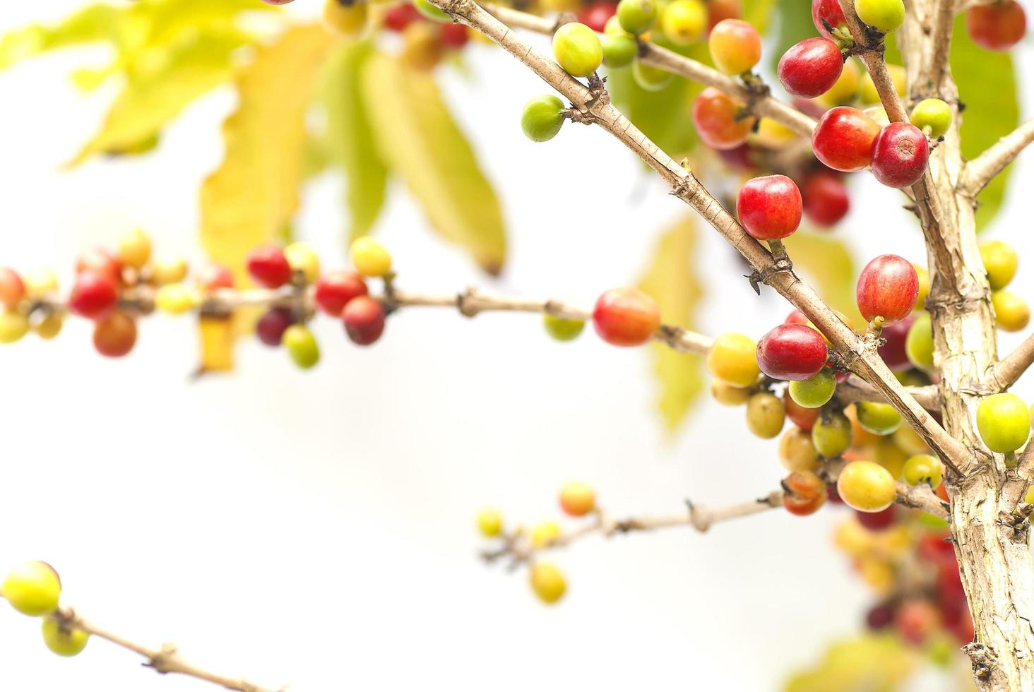 Red coffee beans with branch of coffee tree, ripe and unripe berries on white background photo