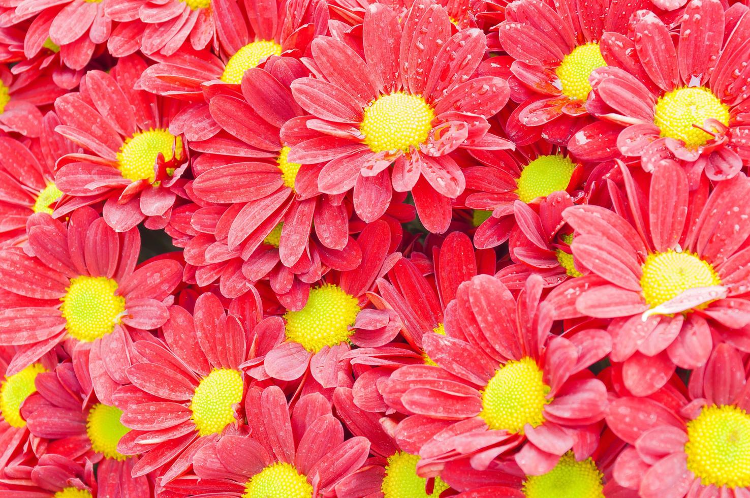 Colorful red chrysanthemum flower. Photo is focused at the center part.