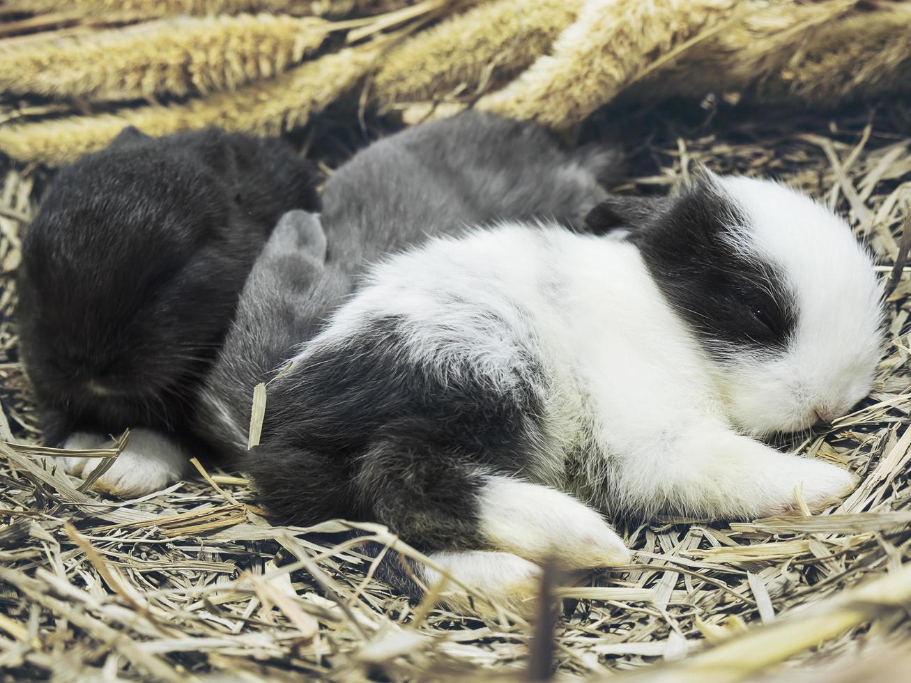 Small lovely14 day little local Thai rabbits photo