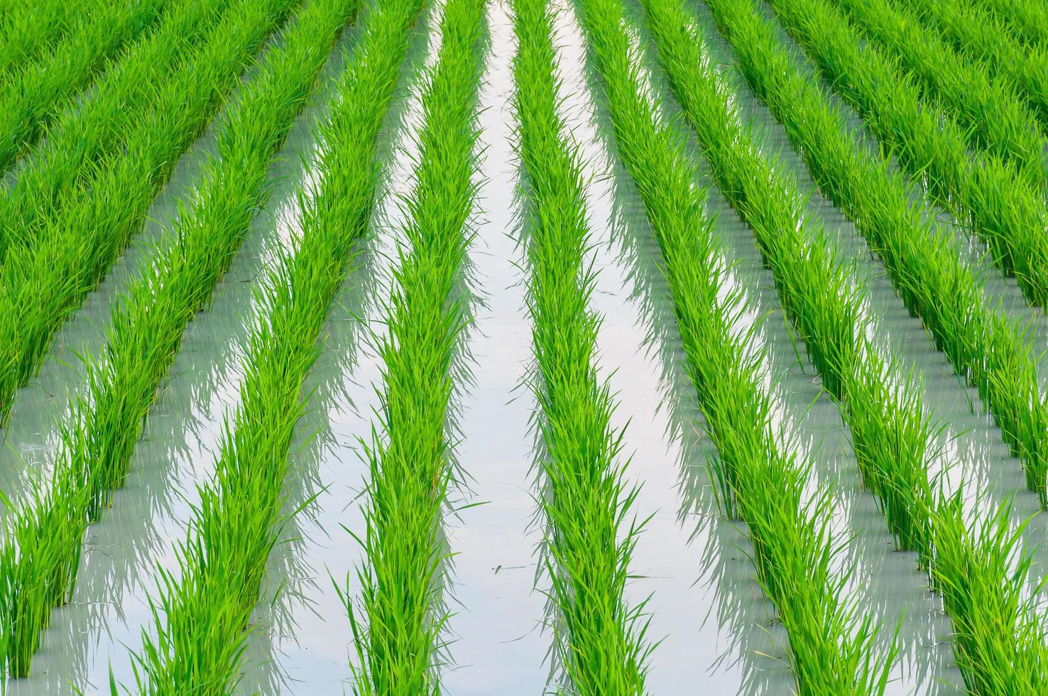 Row of young green paddy rice field with water in rural area of Thailand photo