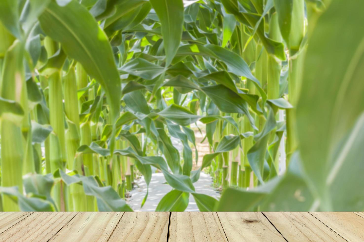 campo de maíz dulce con fondo de terraza de madera blanca foto