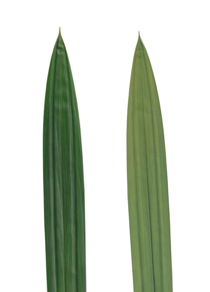 Pandan leaf or pandanus amaryllifolius leaf. Left for front side right for back side isolated over white. photo