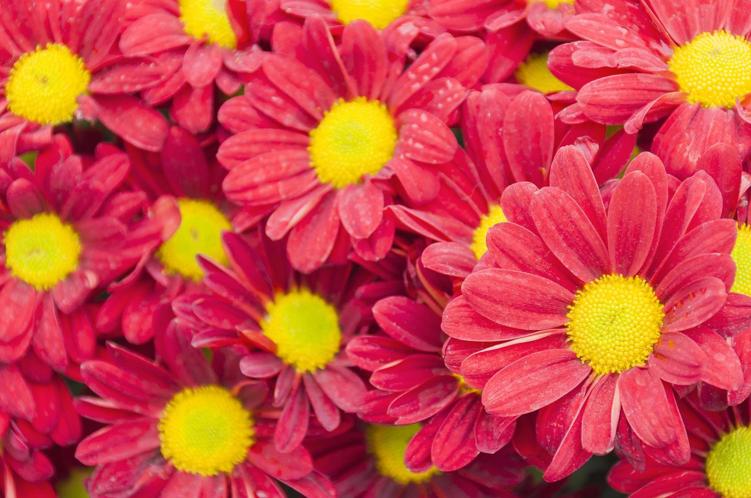 Colorful red chrysanthemum flower. Photo is focused at the middle right flower.