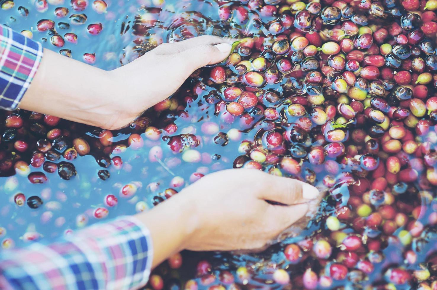 Lady hands holding fresh coffee bean during coffee mill process at local high land area of Chiang Mai north of Thailand - people and small farming agriculture concept photo