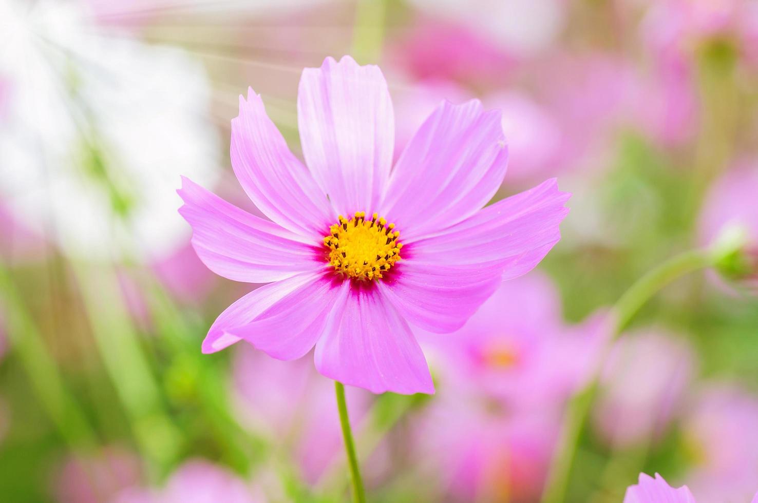 Beautiful purple cosmos flowers. Photo is partially focused at the yellow pollen.