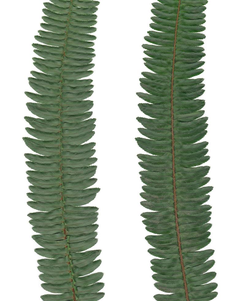 Fern leaf isolated over white, left for back side right for right side. photo