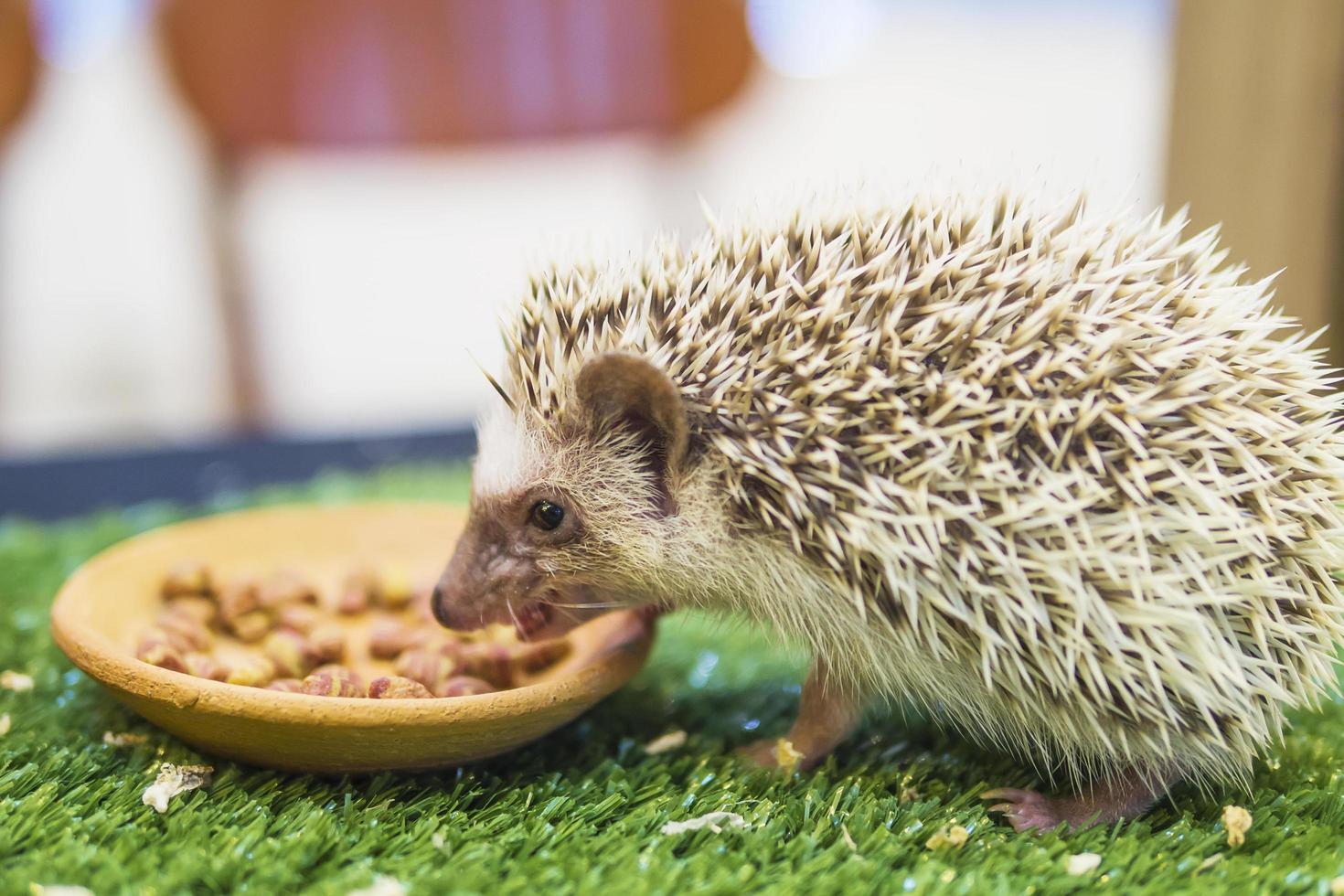 Dwarf porcupine eating food in mimic green garden photo