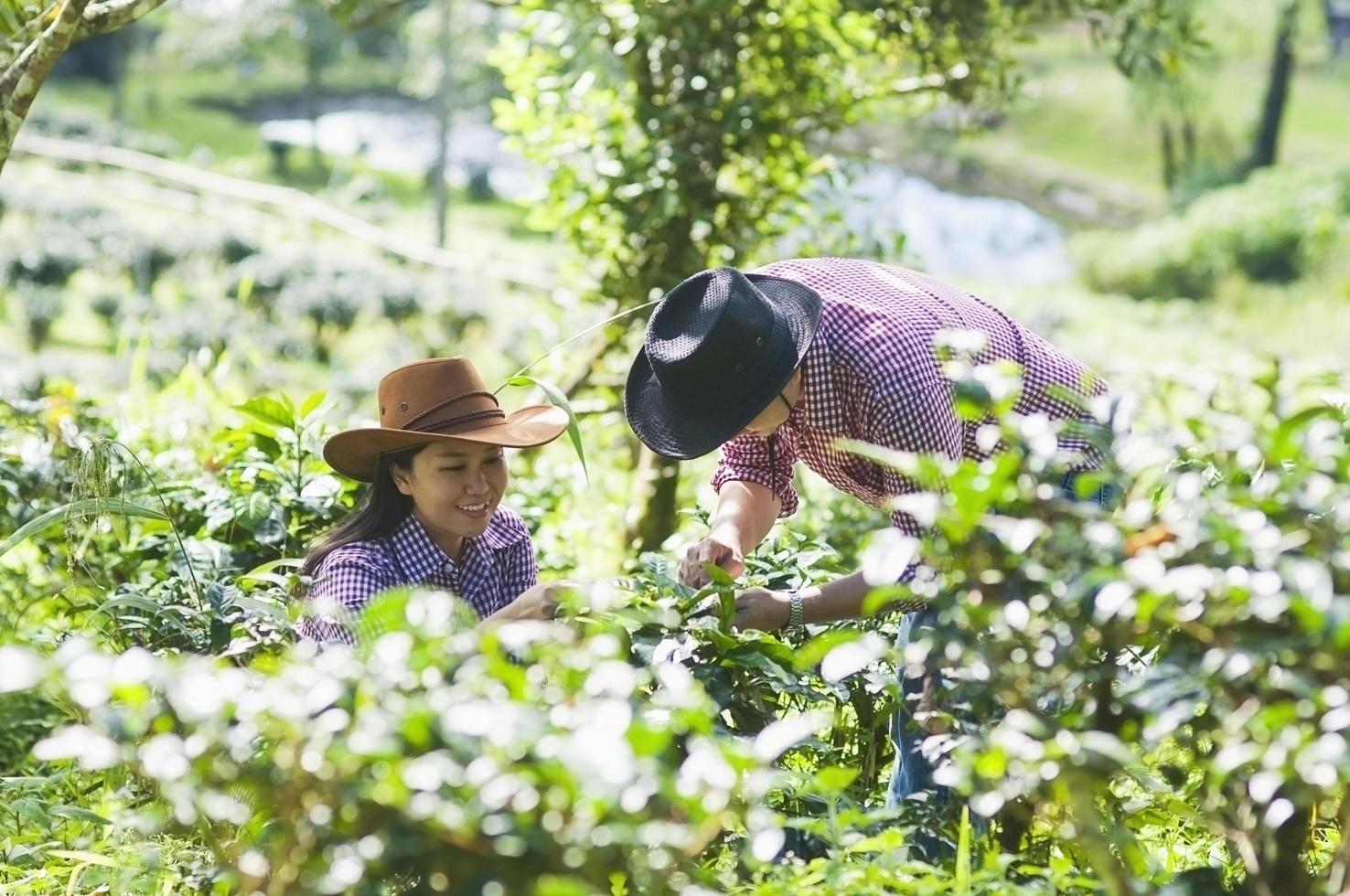 Yaung famer family harvesting tea leaves photo