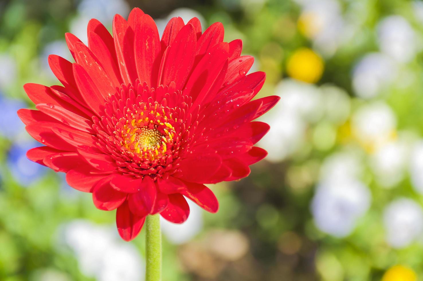 Red gerbera in a garden photo