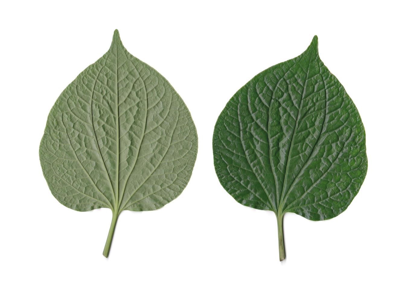 Wildbetal leafbush or piper sarmentosum. Left for back side and right for front side isolated over white. photo