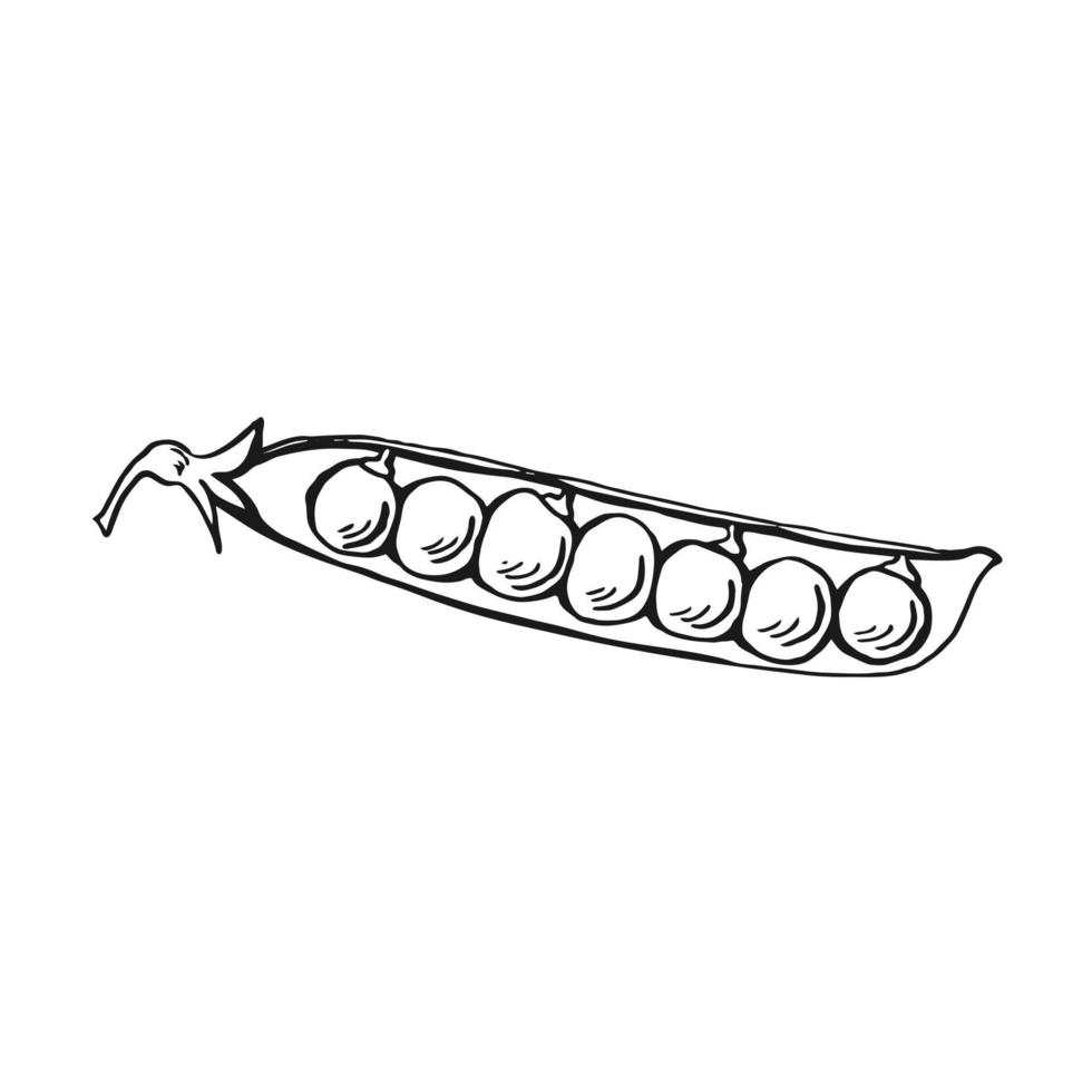 Pea pod sketch. Hand drawn illustration converted to vector. Organic food illustration isolated. vector