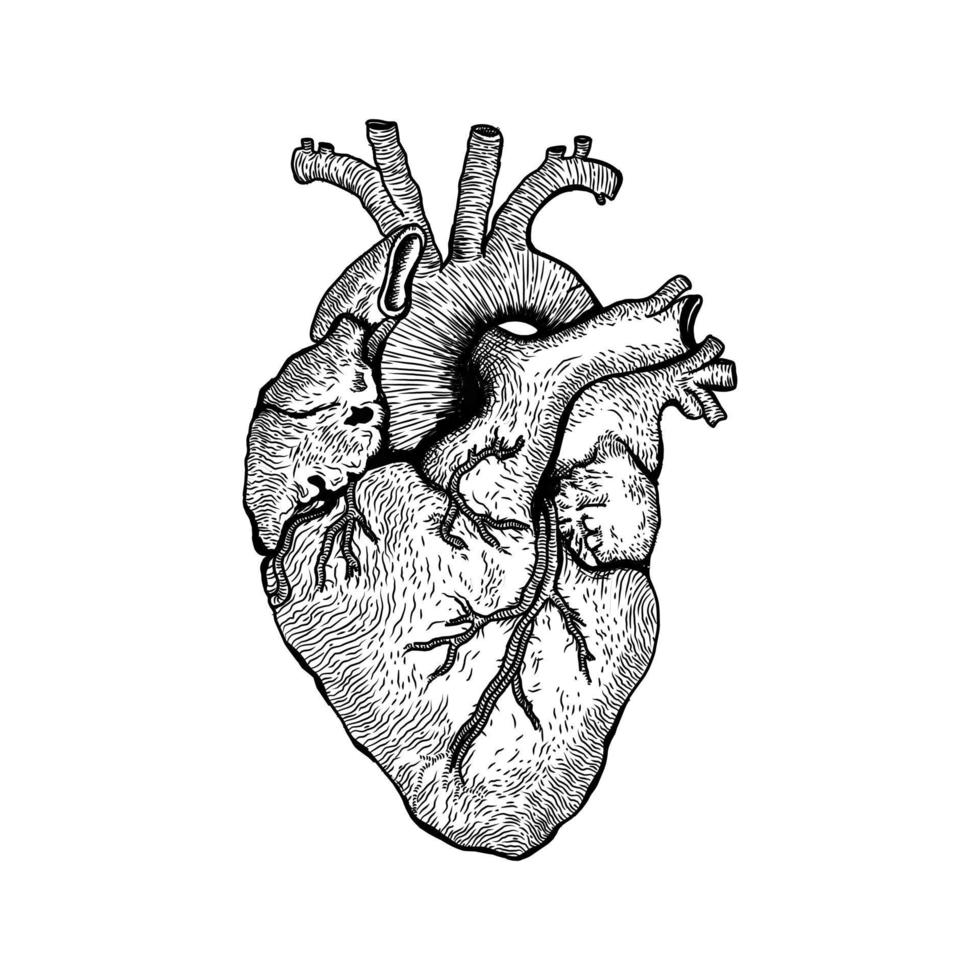 Human Heart Vector Art illustration