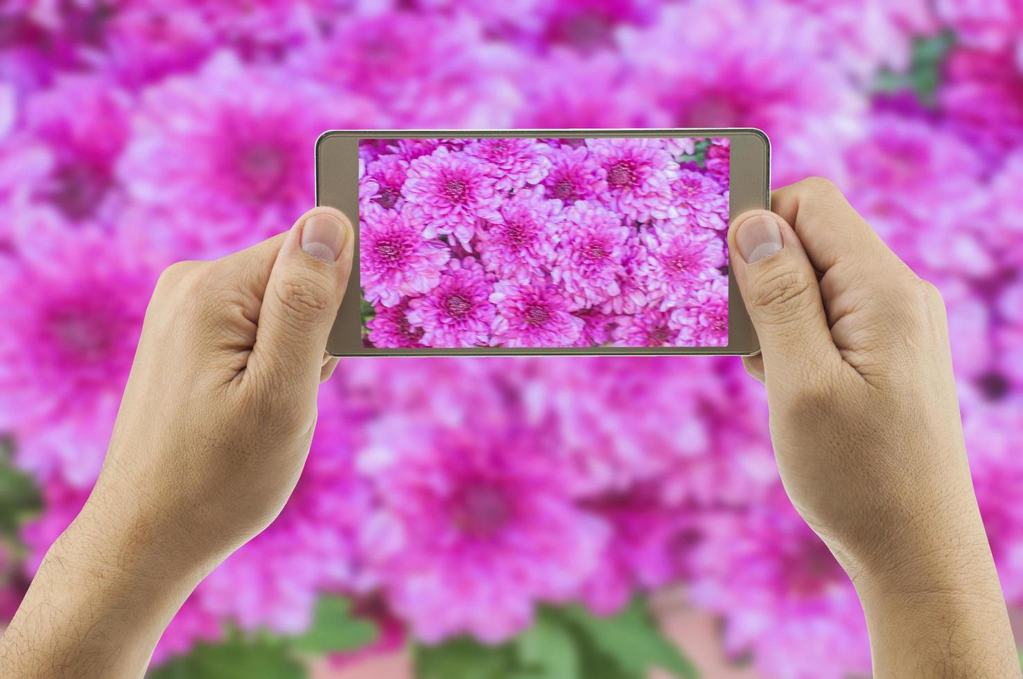 Soft focus of man taking photo of colorful purple chrysanthemum flower using his mobile phone