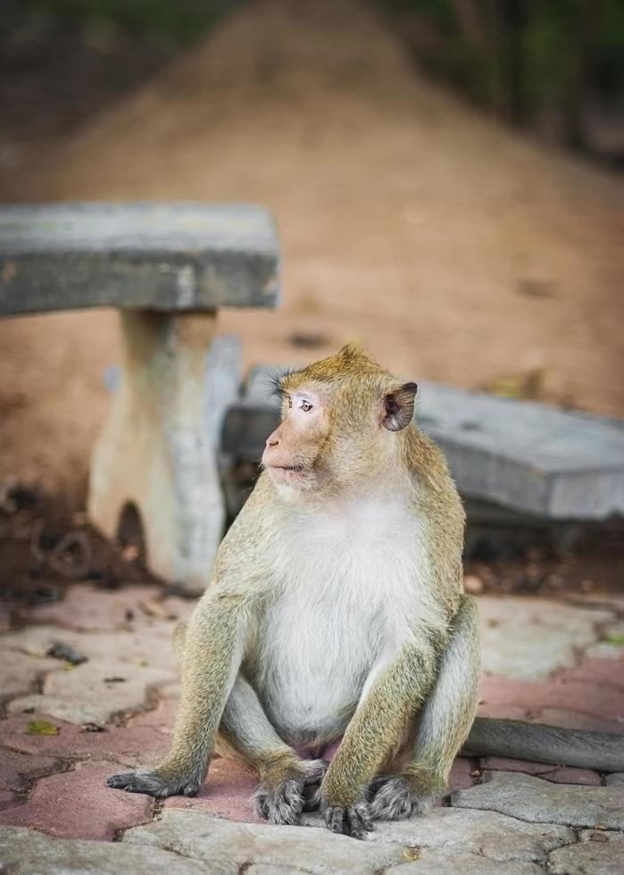 A sitting monkey photo