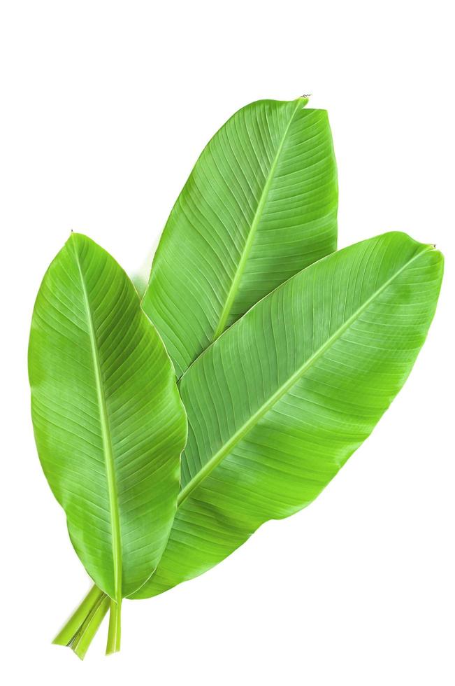 Banana leaves isolated over white photo