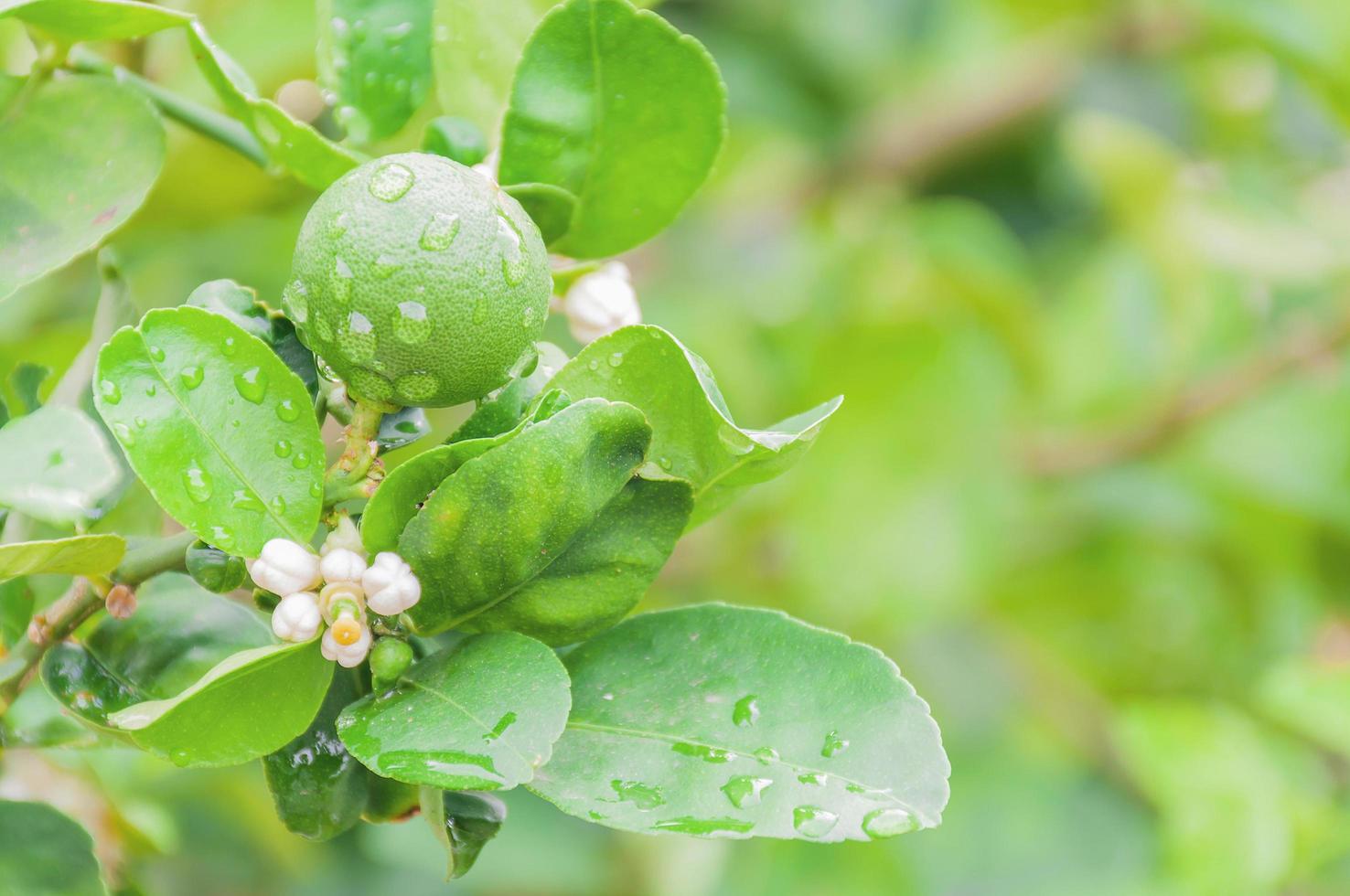 Green lemon and flower on its tree photo