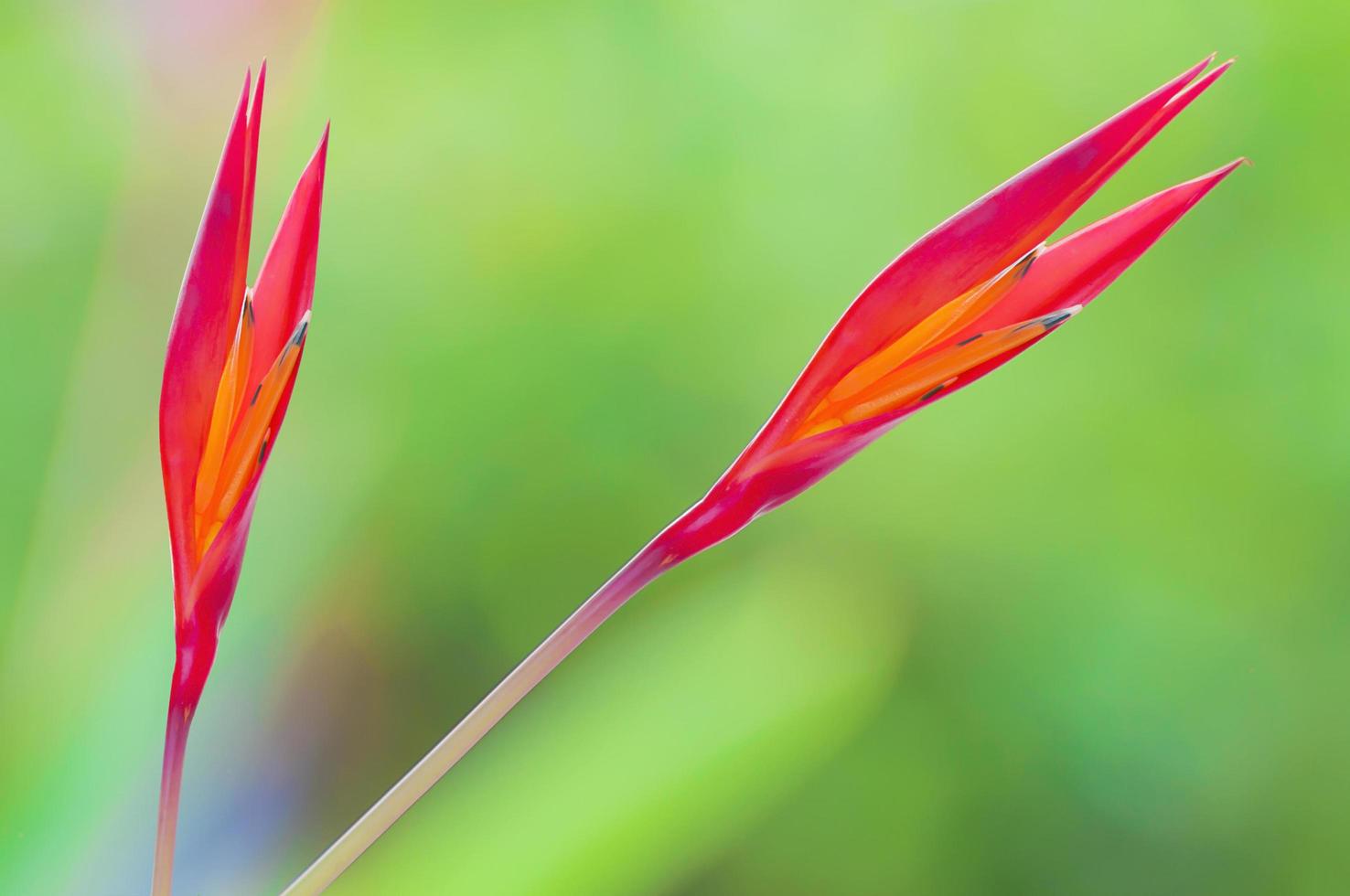 Heliconia flower, bird of paradise flower,  with blur background photo