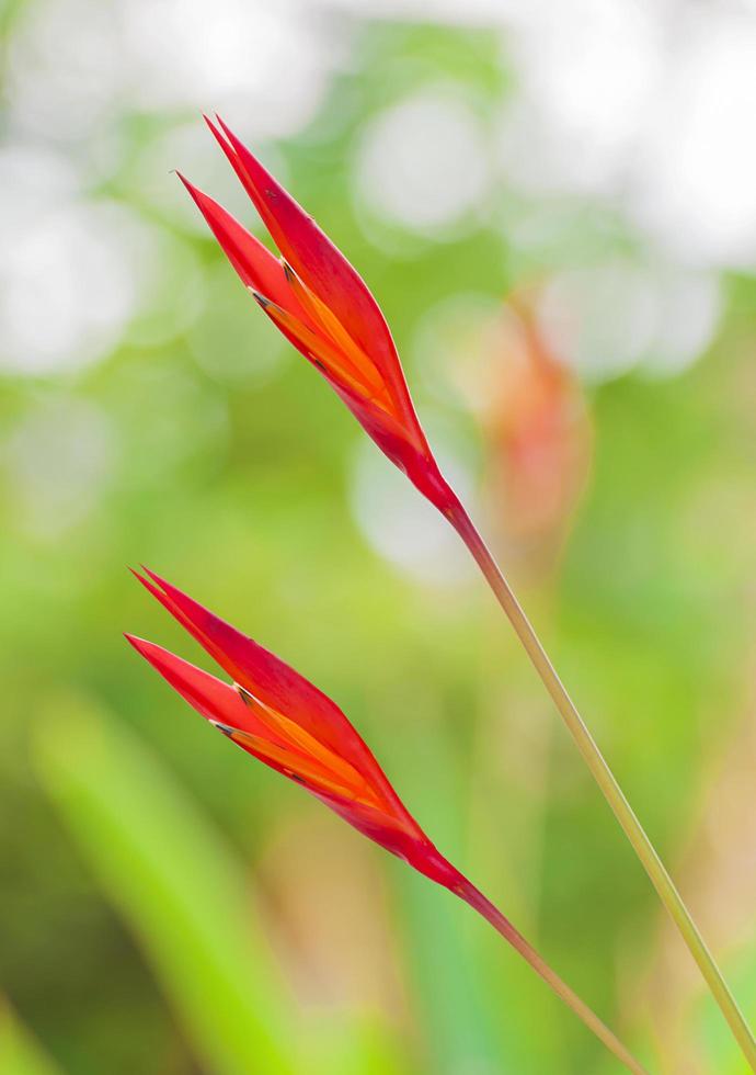 Heliconia flower, bird of paradise flower,  with blur background photo