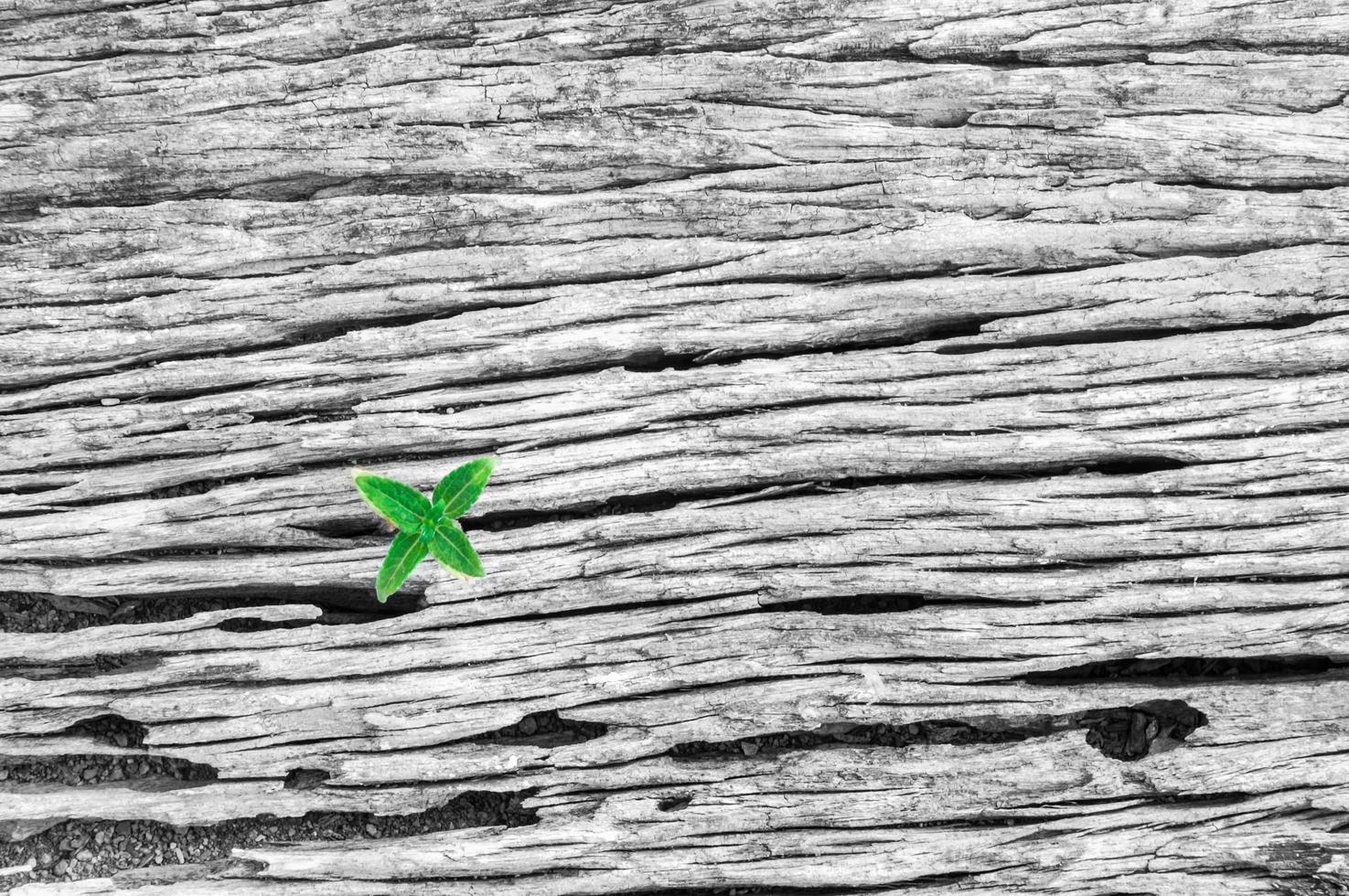 Monochrome of old wooden texture with a small green tree for background use photo