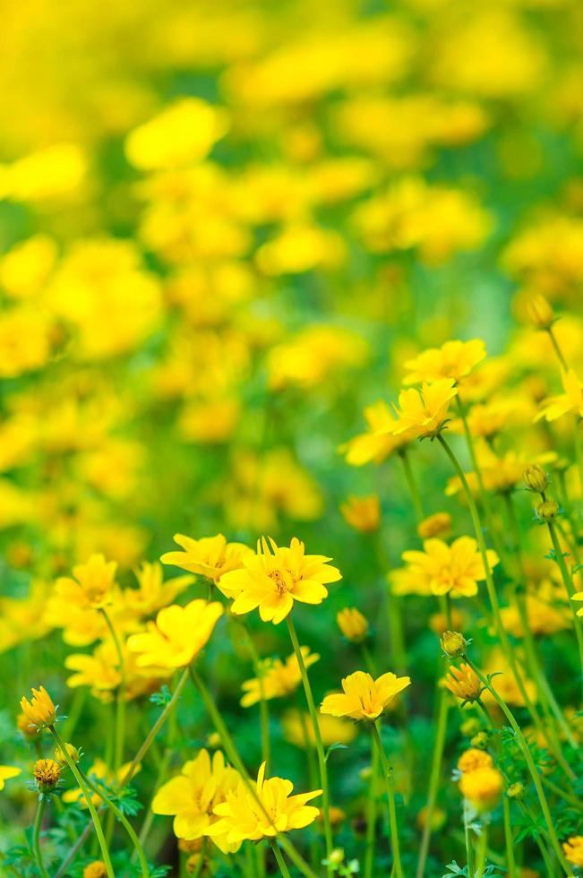 Beautiful little yellow flower with green leaf. Photo is partially focused at the middle lower part flower.