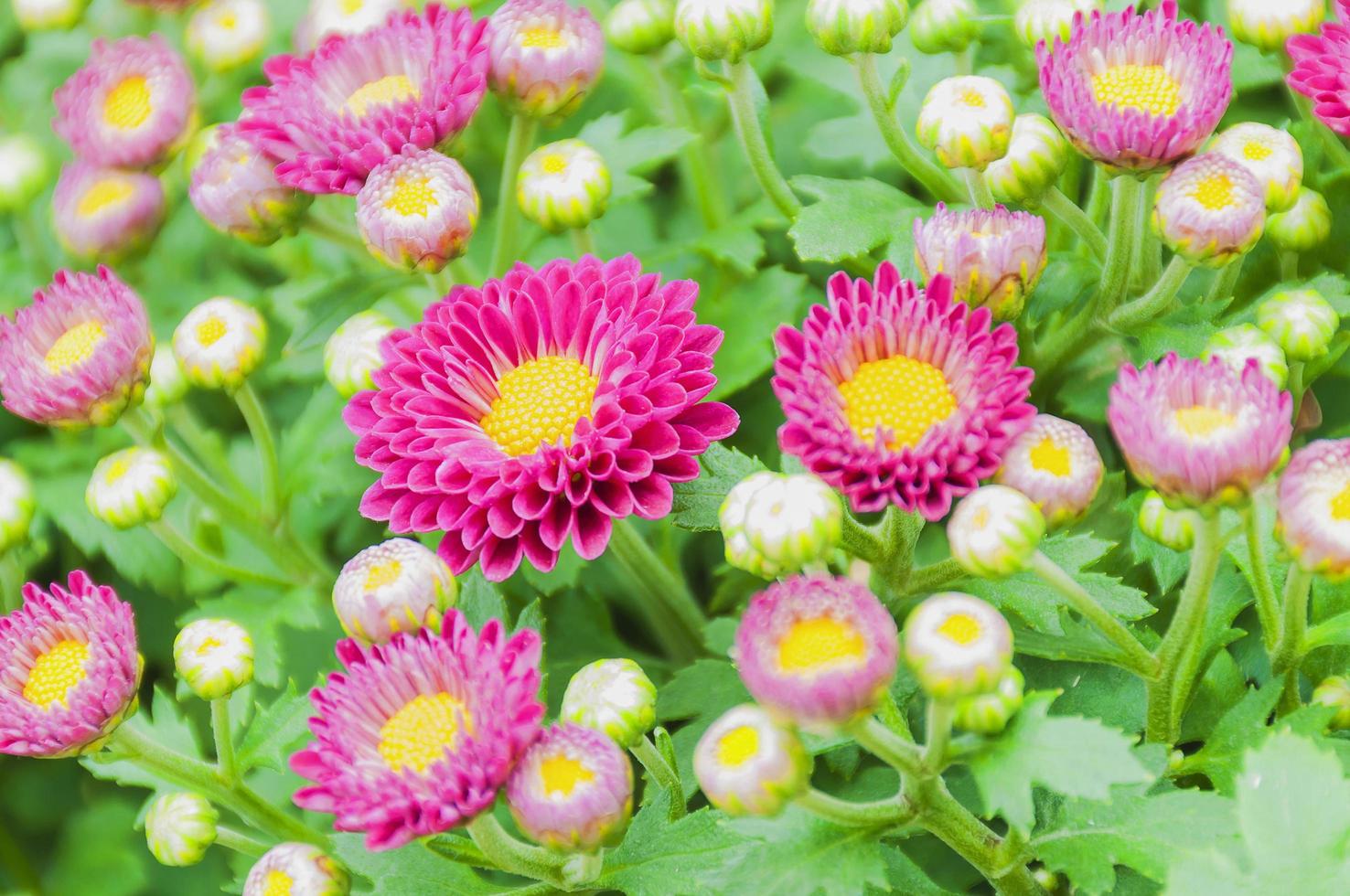 Small purple chrysanthemum flowers in a garden photo