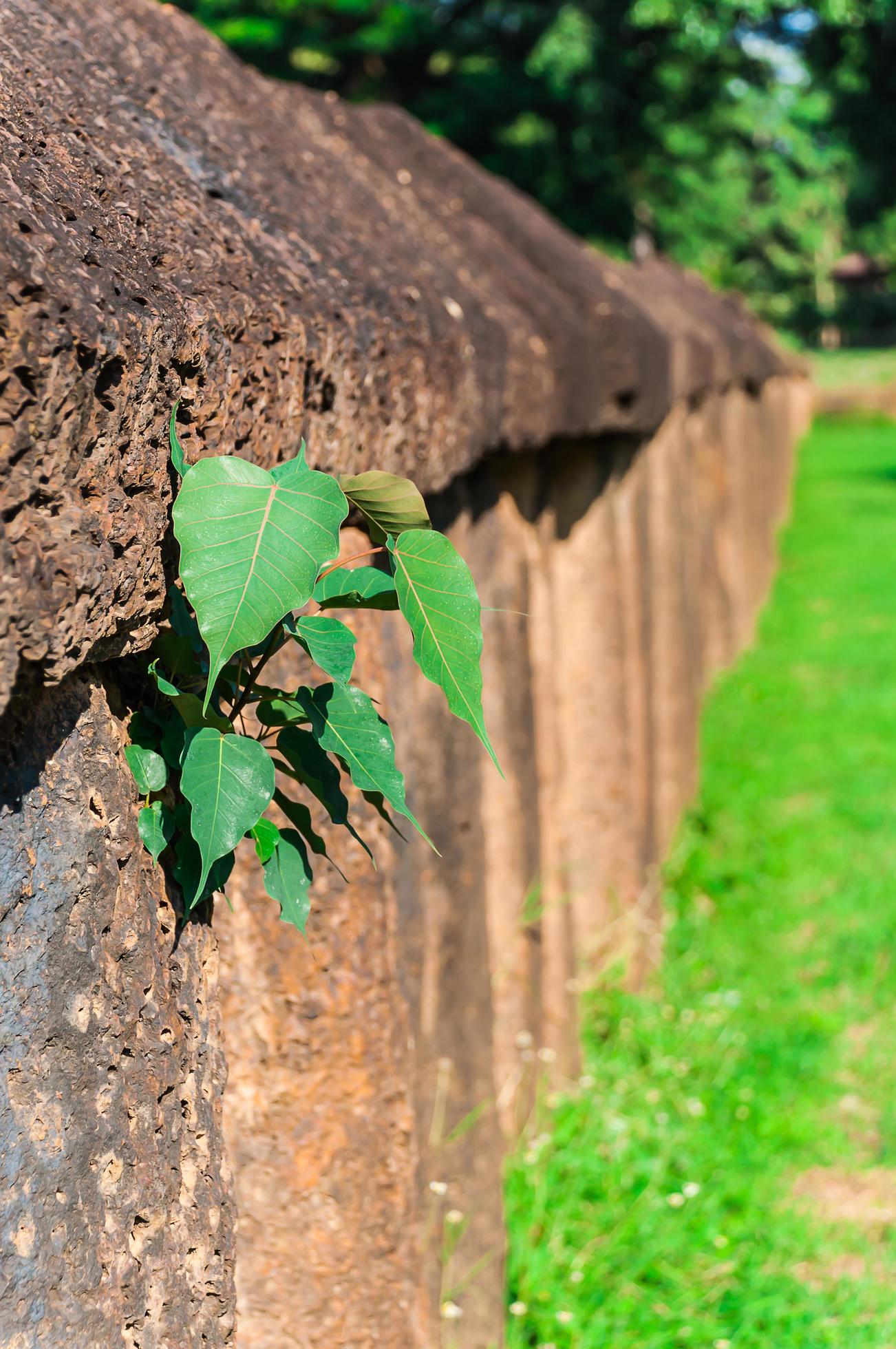 Ancient granite stone wall with bo leaf, at Wat Phra Si Ratana Mahathat 