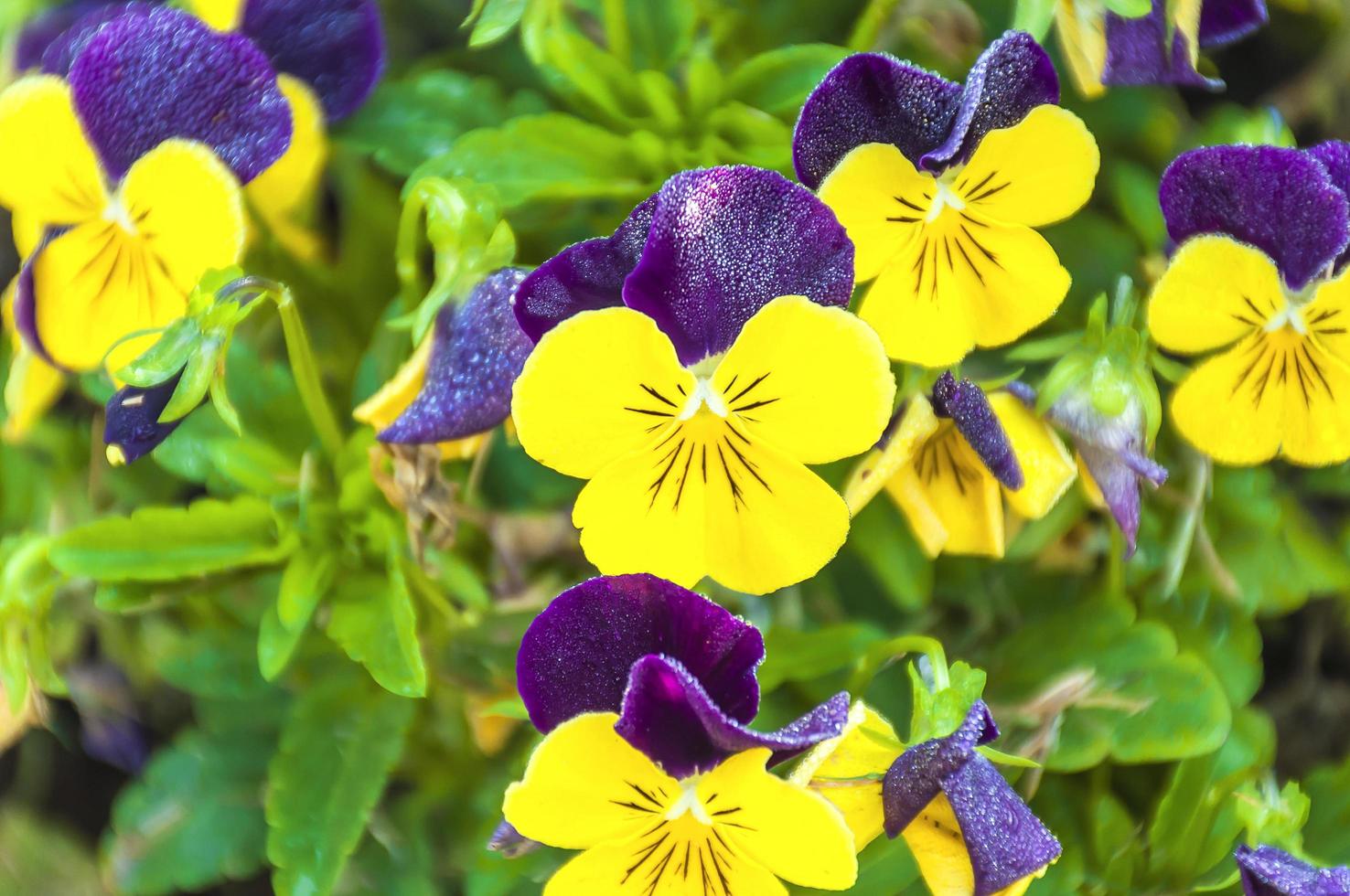 Pansy flower in the garden photo