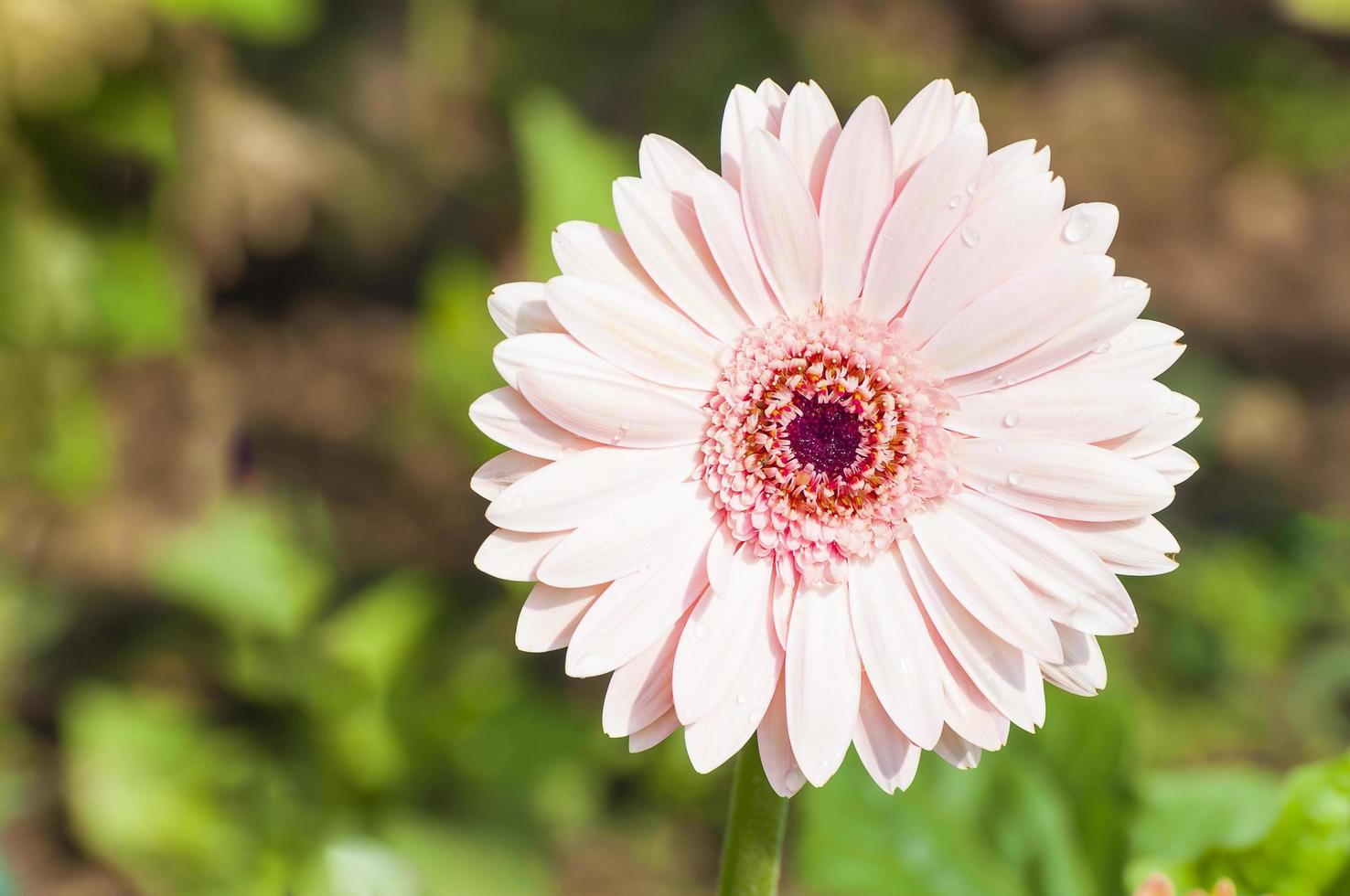Pink gerbera in the garden photo