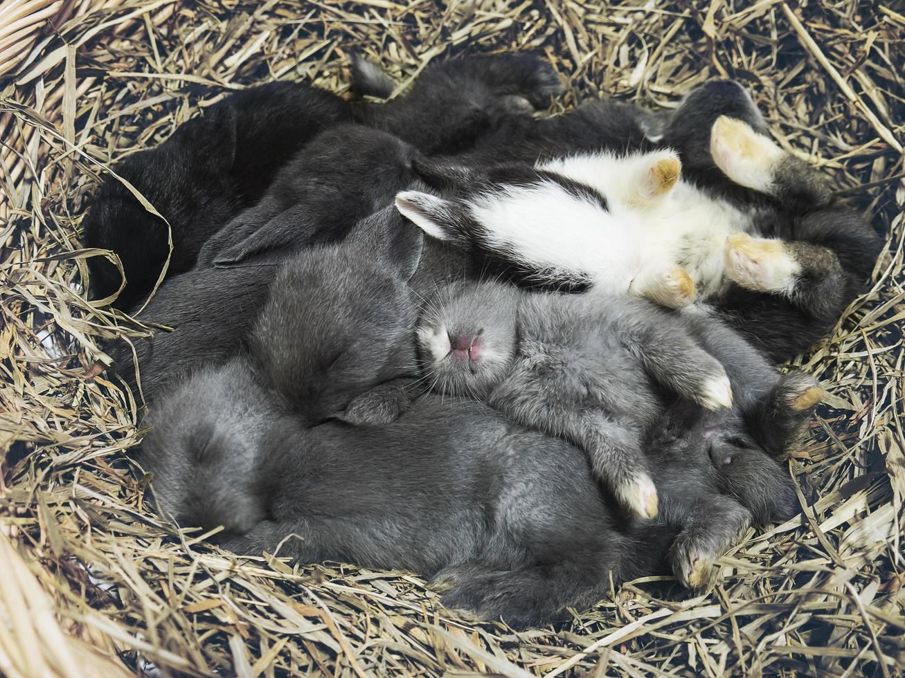 pequeños conejos tailandeses locales encantadores de 14 días foto