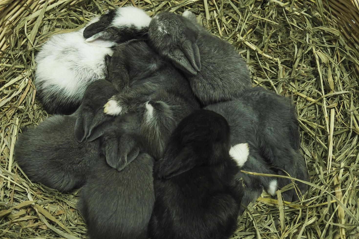 Small lovely14 day little local Thai rabbits photo