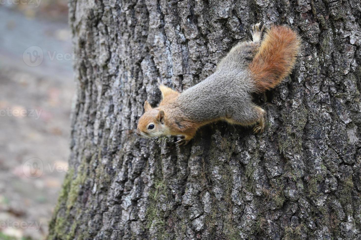 Squirrel posing in forest photo