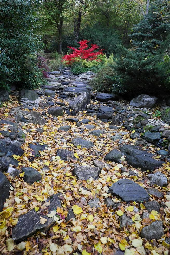 Stream bed and forest during autumn photo