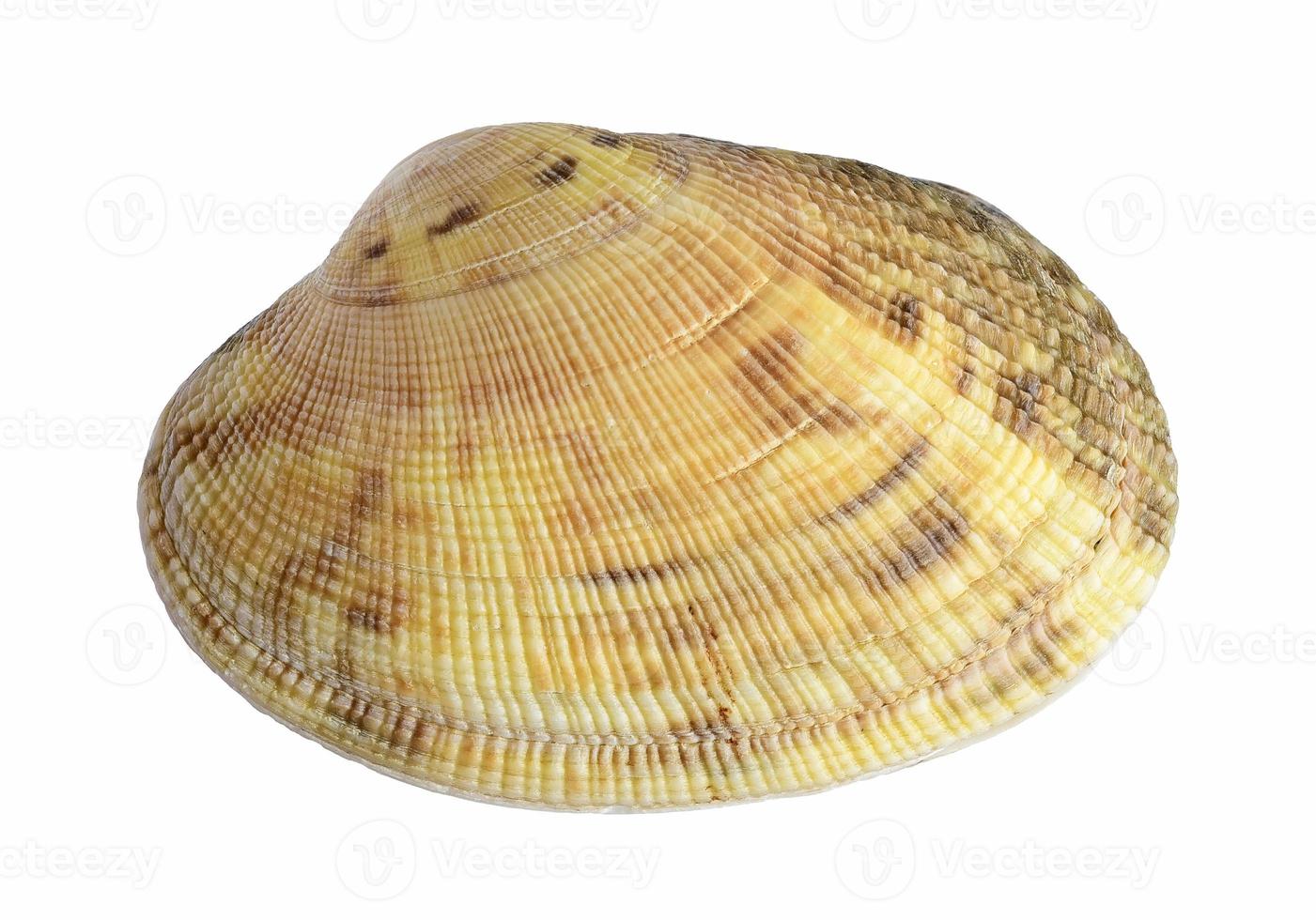 Shell. Sea clam photo