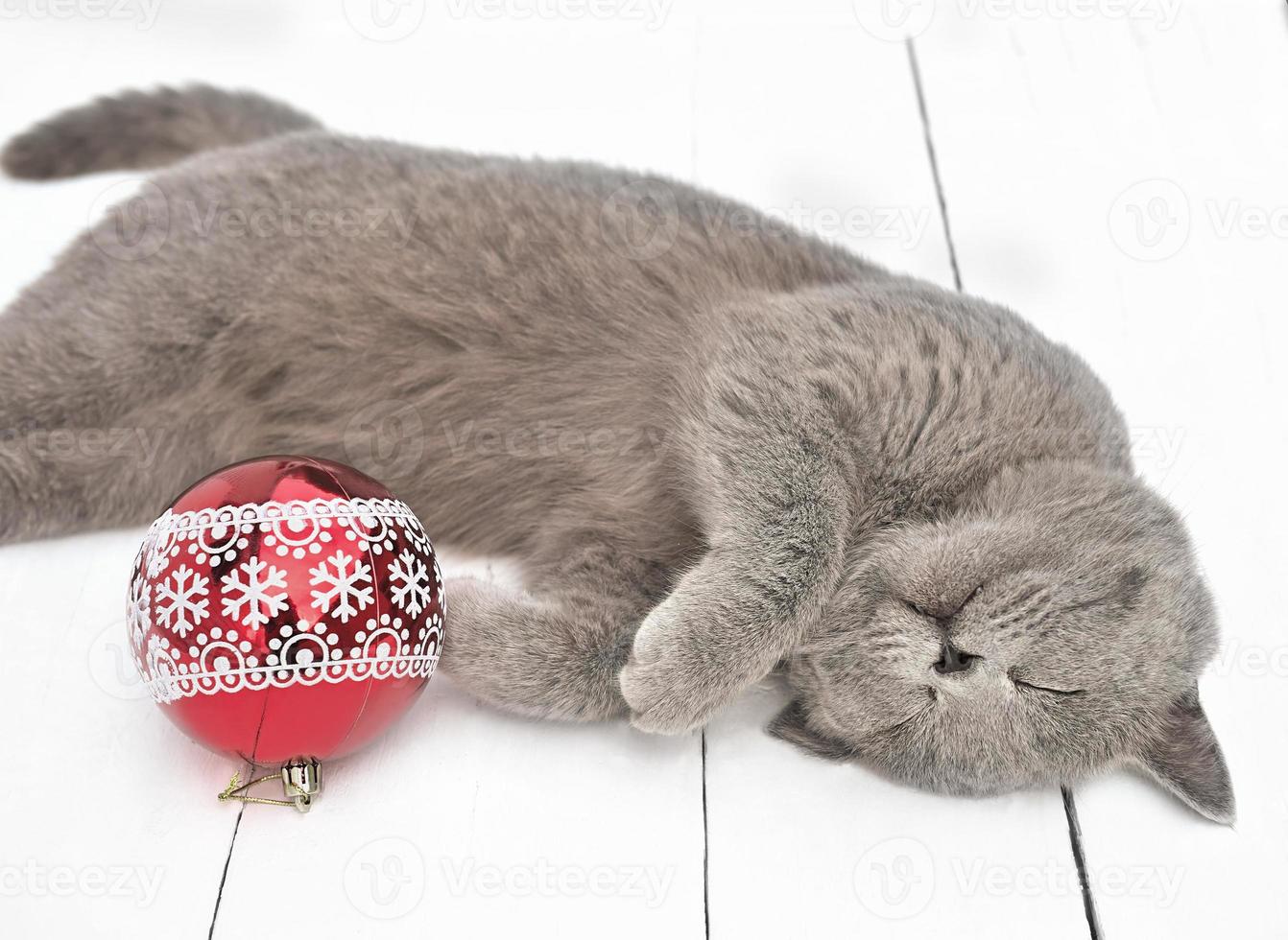 gato gris británico de pelo corto durmiendo junto a una bola roja de navidad en un suelo rústico blanco. selección de vacaciones con encantadoras mascotas caseras. regalos para gato foto