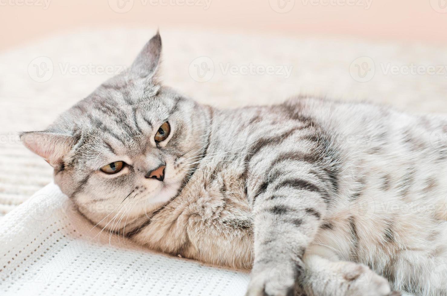 sleepy grey shorthair cat lying on a bed with eyes half closed. lazy tabby domestic cat. photo