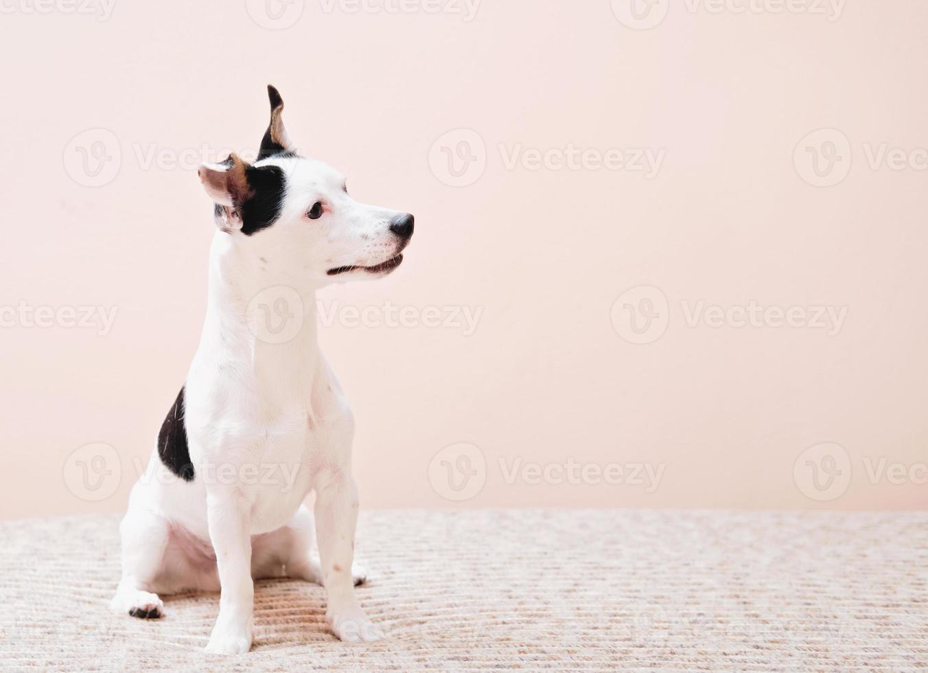 cute and curious jack russell terrier dog sitting on a bed and watching something closely. copy space. funny dog, vet clinic content. photo