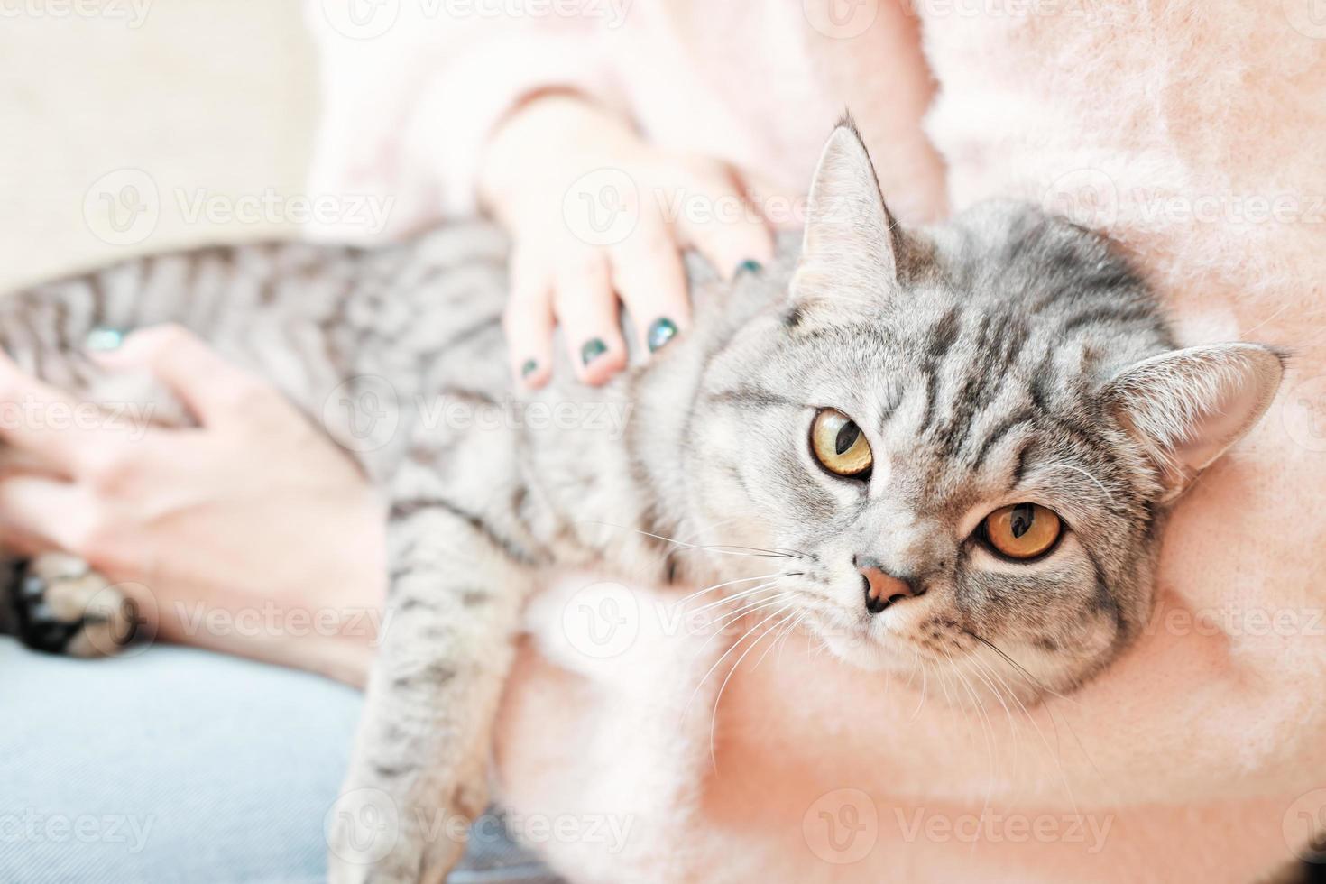 british shorthair cat looking closely at camera while lying on woman's knees. grey tabby cat relaxing with owner indoors. photo
