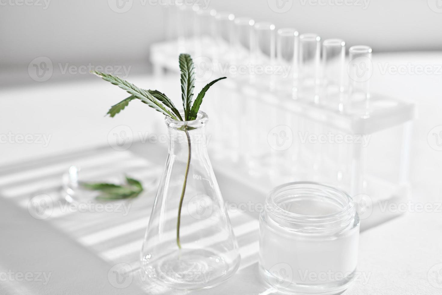 cannabis face cream and hemp leaves in laboratory . petri dishes and test-tubes on lab table. dermatology concept, alternative treatment. photo