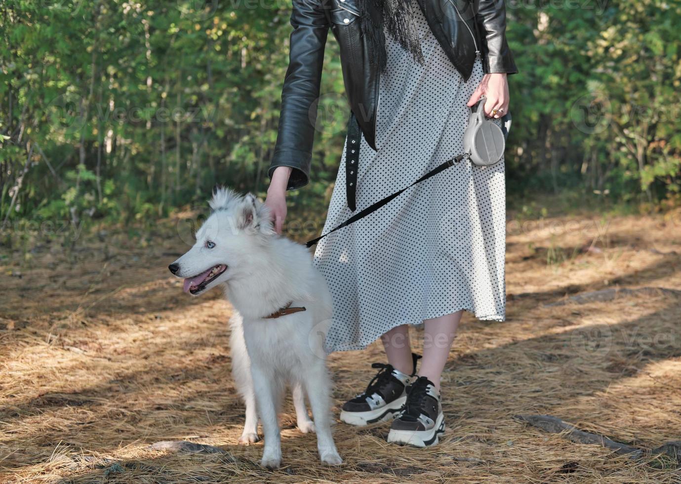 yakutian laika dog on a leash walking with owner in a forest. pet friends, togetherness and love. dog outdoors photo