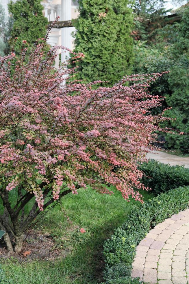 concepto de jardinería. arbusto floreciente de barberis rojo foto