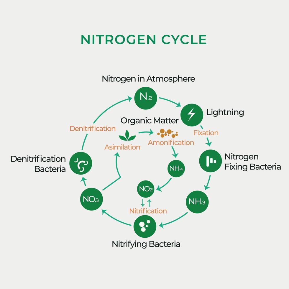 Nitrogen cycle in atmosphere vector