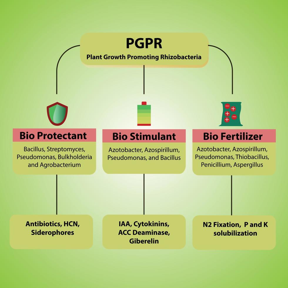 the role and working principle of PGPR Plant Gowth Promoting Rhizobacteria vector