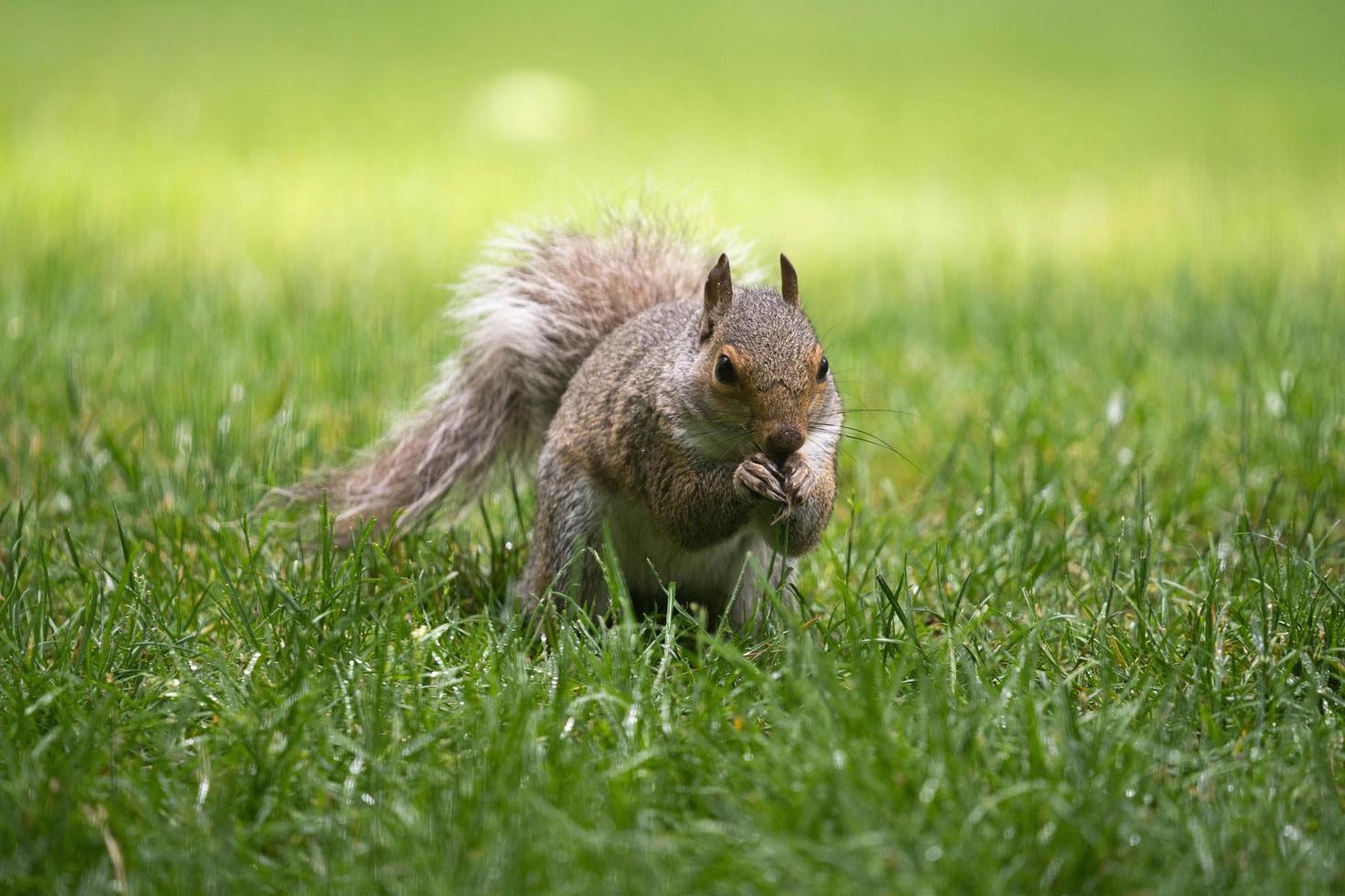 Squirrel in Grass photo