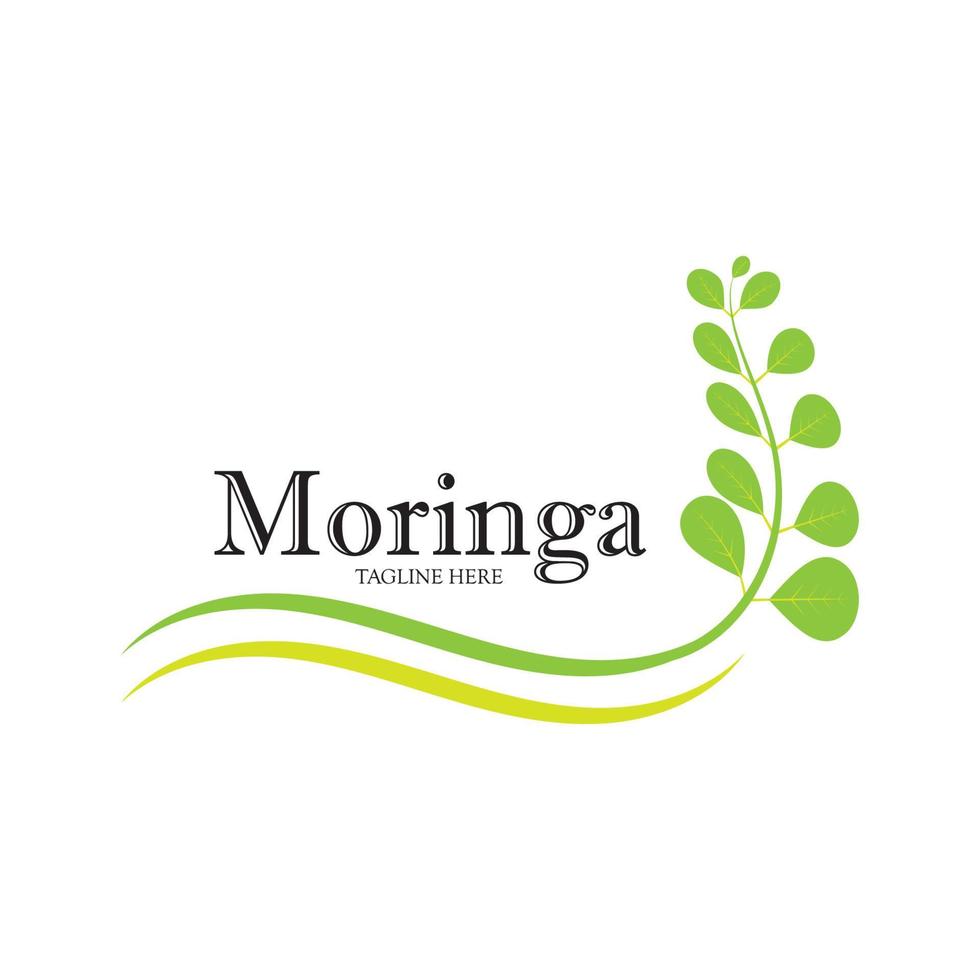 diseño de vector de ilustración de logotipo de hoja de moringa