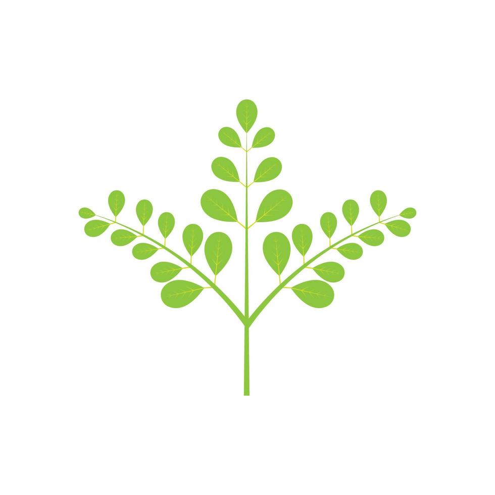 Moringa leaf logo illustration vector design