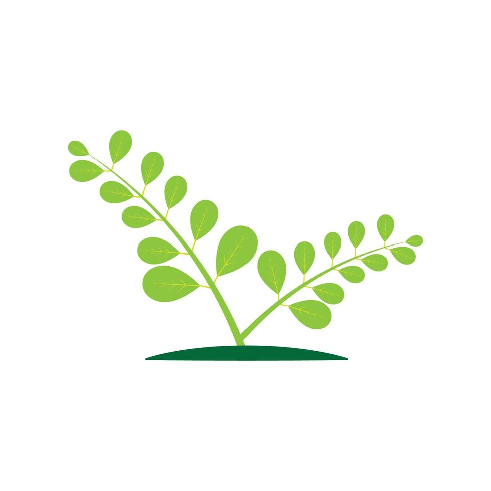 diseño de vector de ilustración de logotipo de hoja de moringa