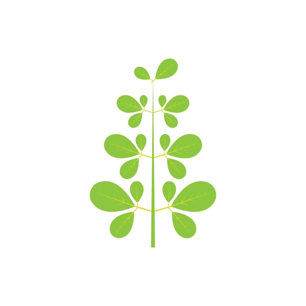 diseño de vector de ilustración de logotipo de hoja de moringa