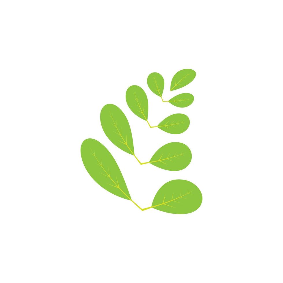 diseño de vector de ilustración de logotipo de hoja de moringa