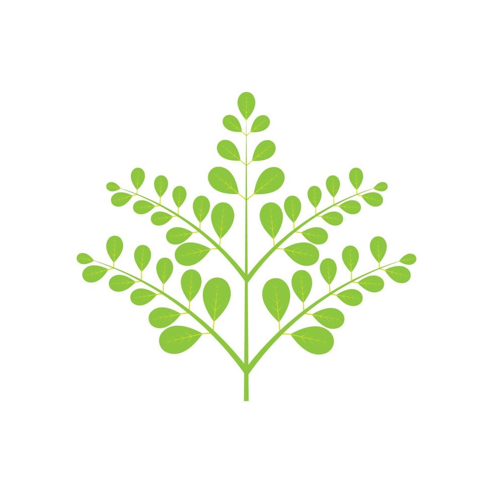 diseño de vector de ilustración de logotipo de hoja de moringa