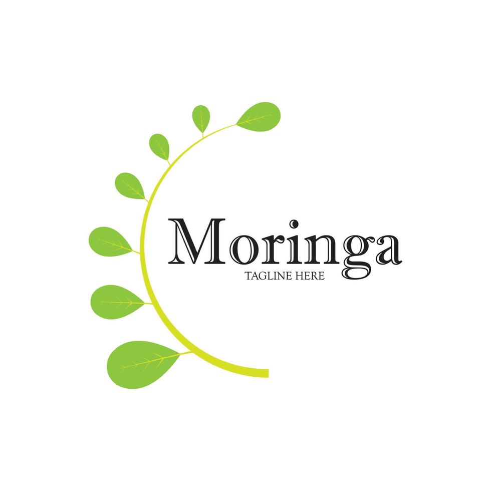 diseño de vector de ilustración de logotipo de hoja de moringa